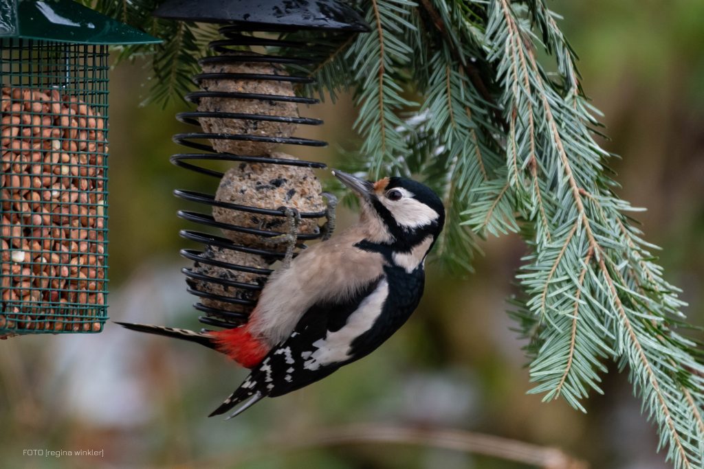 Buntspecht © Regina Winkler