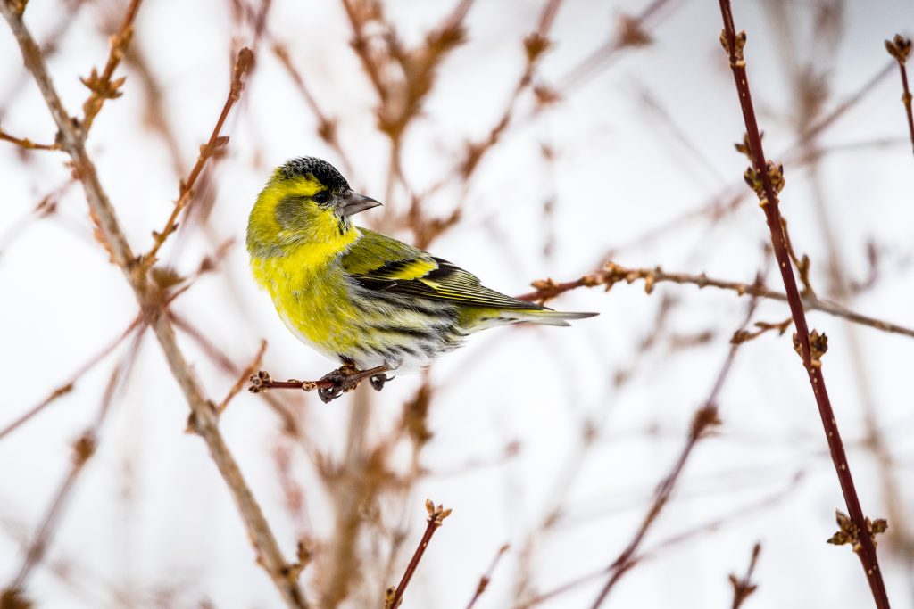 Erlenzeisig © Alexander Tschögele