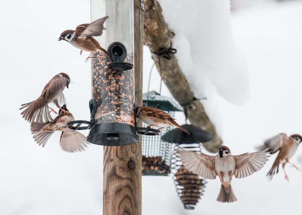 Feldsperlinge an Futterstelle © Regina Winkler