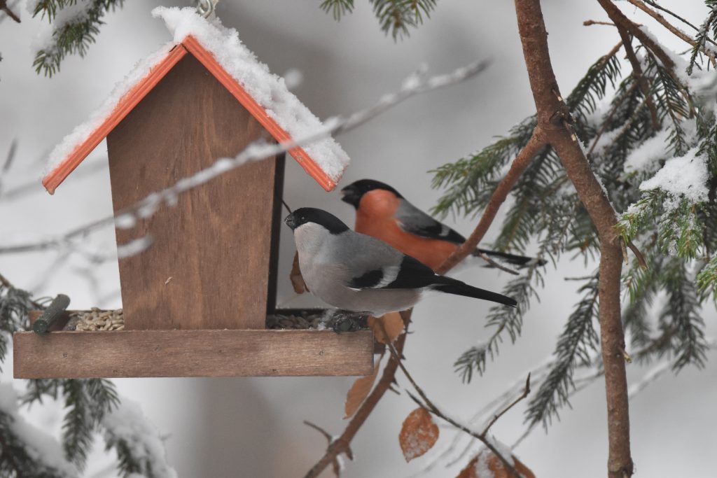 Gimpel am Futterhaus © Michael Meusburger