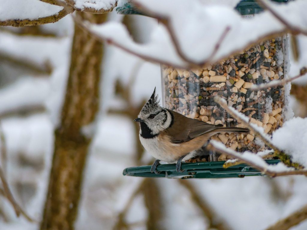 Haubenmeise an Futtersäule © Klaus Schipflinger