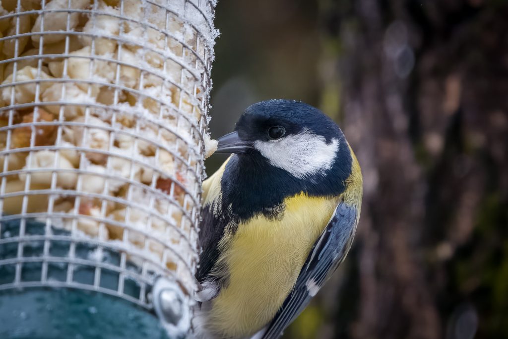 Kohlmeise © Katharina Botzi