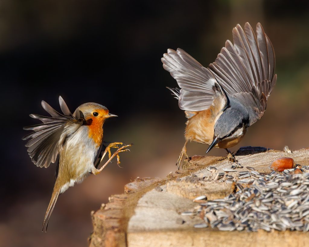 Rotkehlchen, Kleiber © Thomas Berwein
