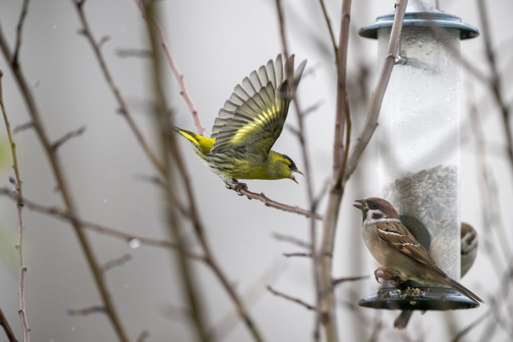 Streit am Futterhaus_Feldsperling und Erlenzeisig © Christian Klimacek