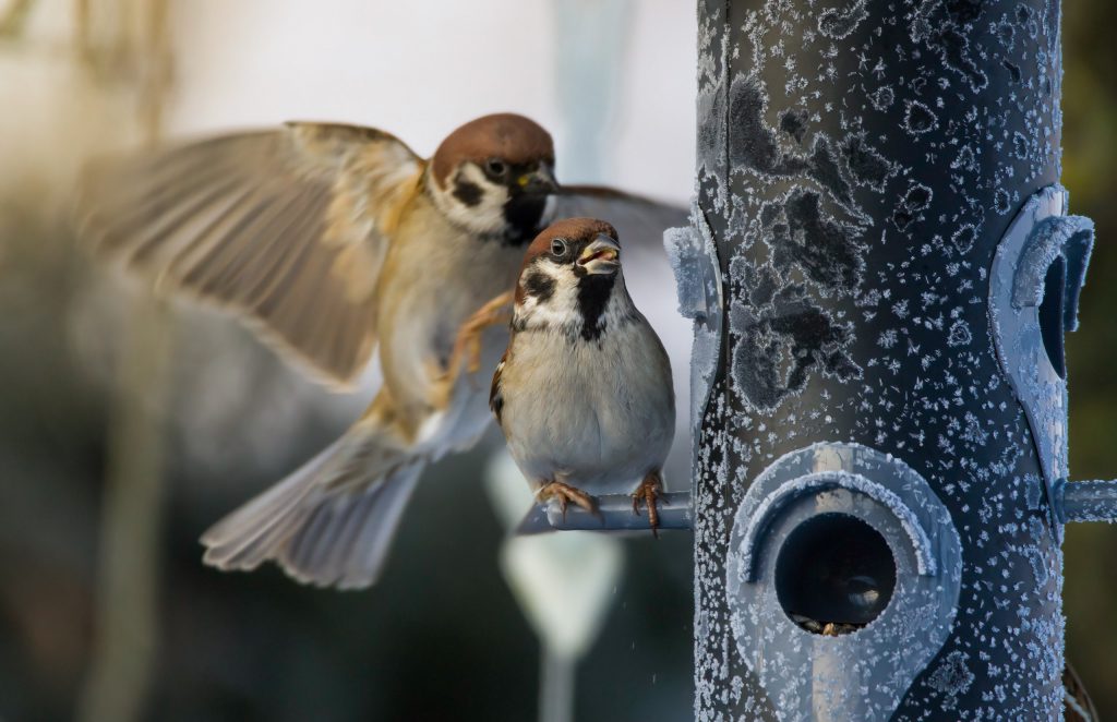 Streit am Futterhaus_Feldsperlinge © Ernst Oppenauer